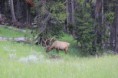 /album/zaterdag-13-juli-mammoth-hot-springs-old-faithful/img-0967-jpg/