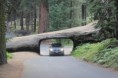 /album/zondag-21-juli-lake-isabella-sequoia-np-grant-grove/img-1531-jpg/